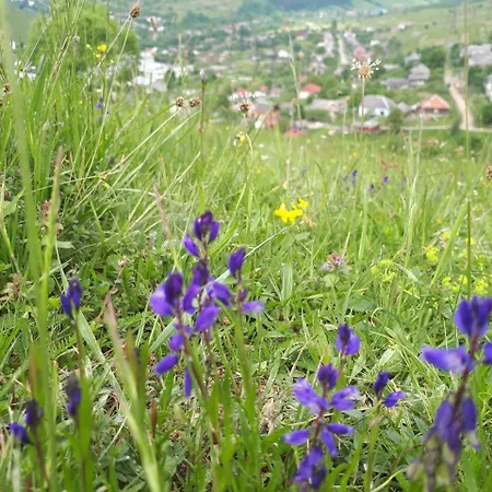 Lodge Pid Playem Volovets